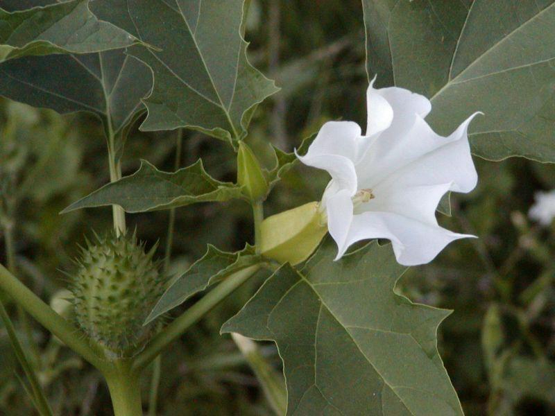 Jimson Weed | Arizona Poison and Drug Information Center