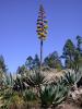 Poisonous Plants | Arizona Poison and Drug Information Center