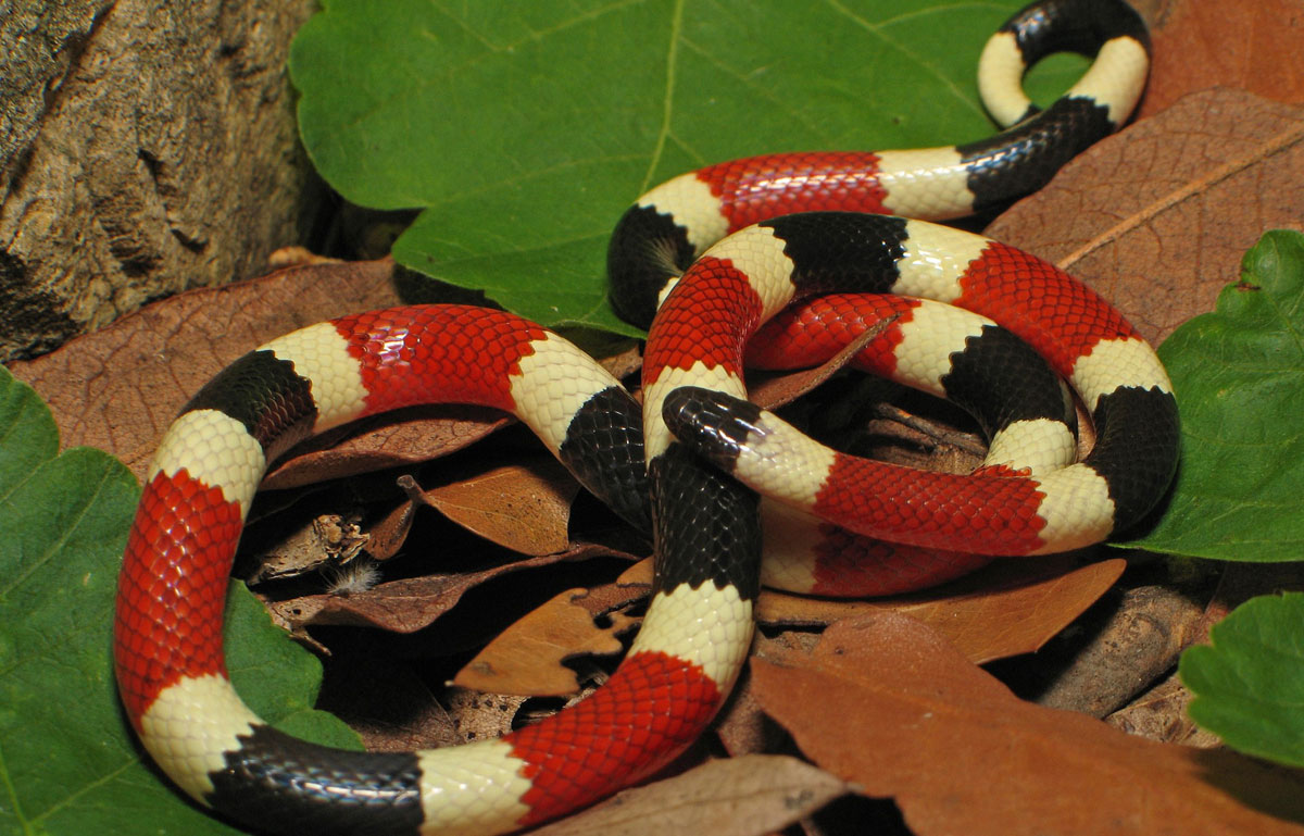 Arizona Coral Snake | Arizona Poison and Drug Information Center