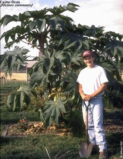 Castor Bean Arizona Poison and Drug Information Center Castor Bean Arizona Poison and Drug Information Center