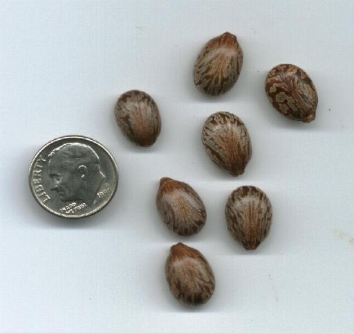Castor Bean Arizona Poison and Drug Information Center