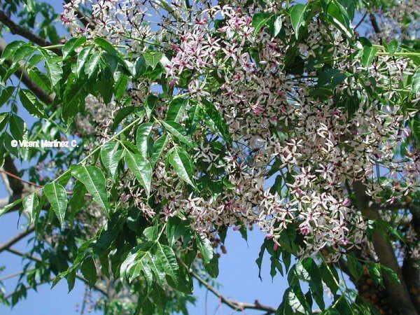 Chinaberry Tree | Arizona Poison And Drug Information Center