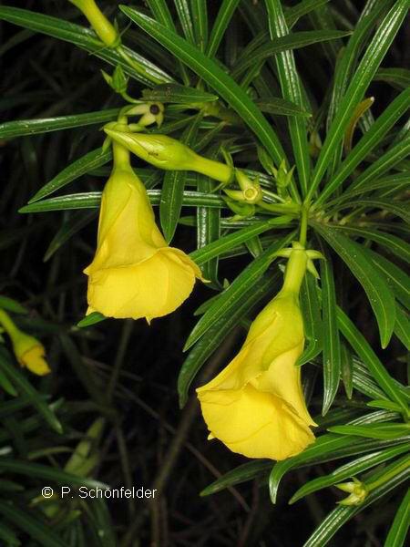 Yellow Oleander Arizona Poison And Drug Information Center