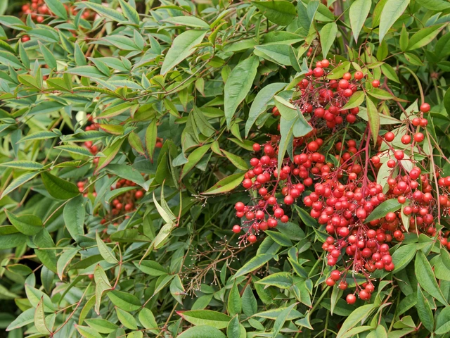 Heavenly bamboo shrub with glossy green leaves and clusters of small bright red berries.