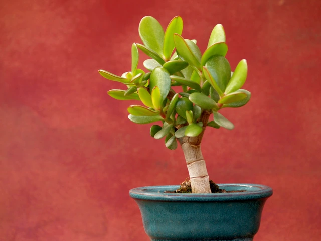 Small jade plant in a blue ceramic pot with thick, oval-shaped green leaves against a red background.