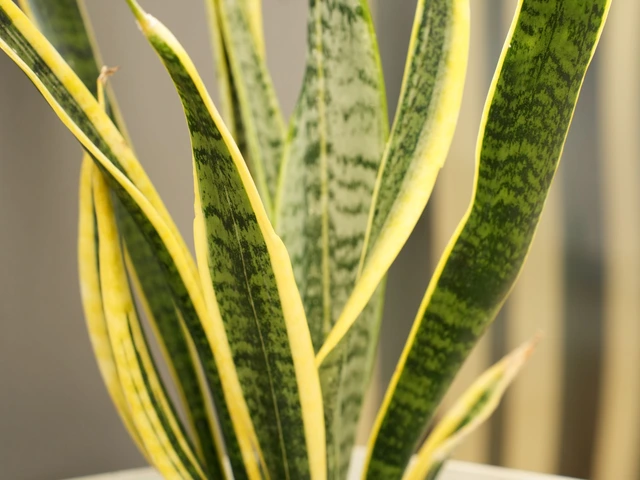 Close-up of a snake plant with tall, upright green leaves edged in yellow.