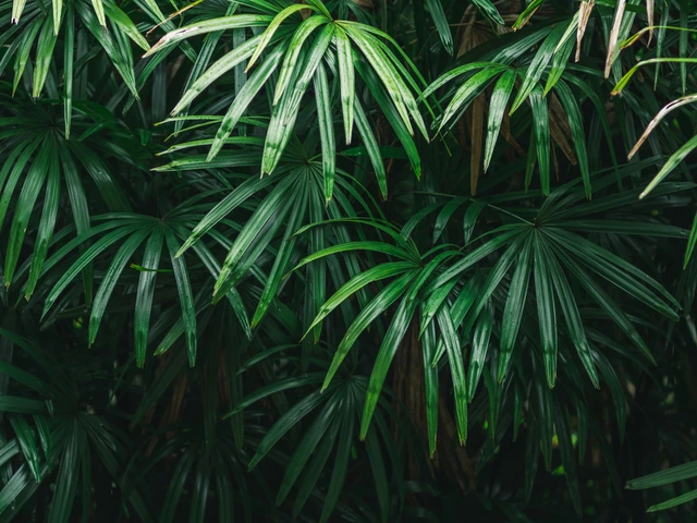 Dense cluster of palm plants with shiny, dark green fan-shaped leaves.