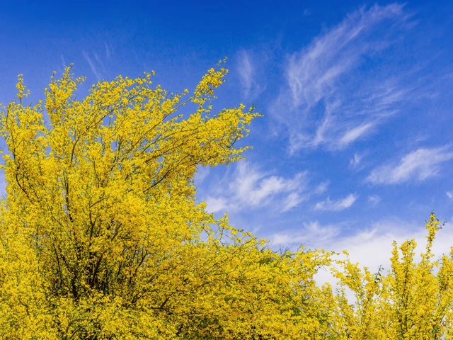 Palo verde tree in full bloom with bright yellow flowers against a blue sky.