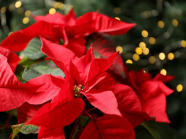 Poinsettia plant with large red bracts and green leaves, softly lit with golden bokeh lights in the background.