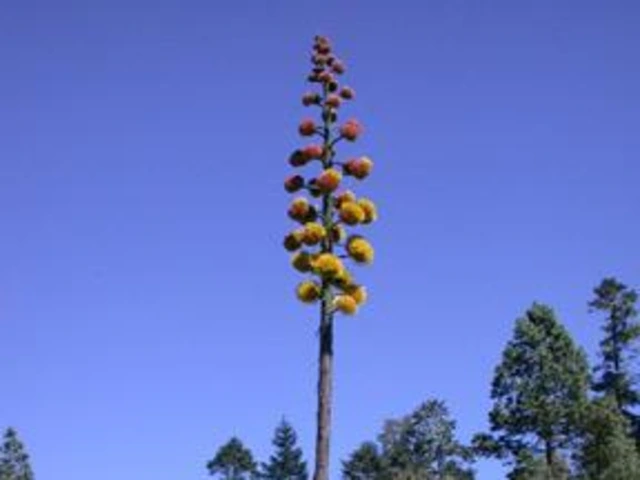 Desert hillside with agave plants and one very tall flowering stalk rising into a clear blue sky.