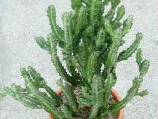 Candelabra cactus plant growing in a pot.