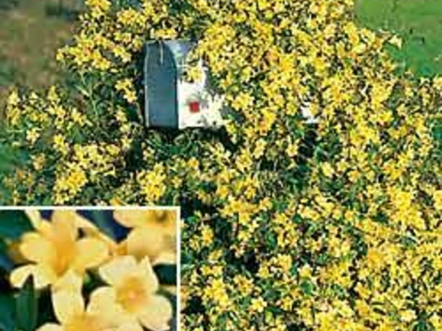 Carolina jessamine vine covered in yellow flowers climbing a post in a garden.