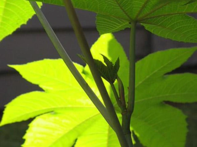 Close-up of castor bean plant with bright green, star-shaped leaves lit from behind.