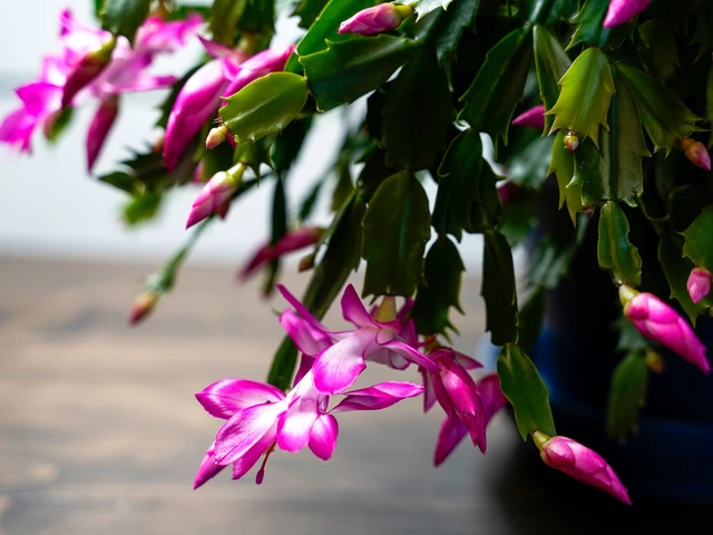 Christmas cactus with flat green segmented leaves and bright magenta flowers hanging over a dark pot.