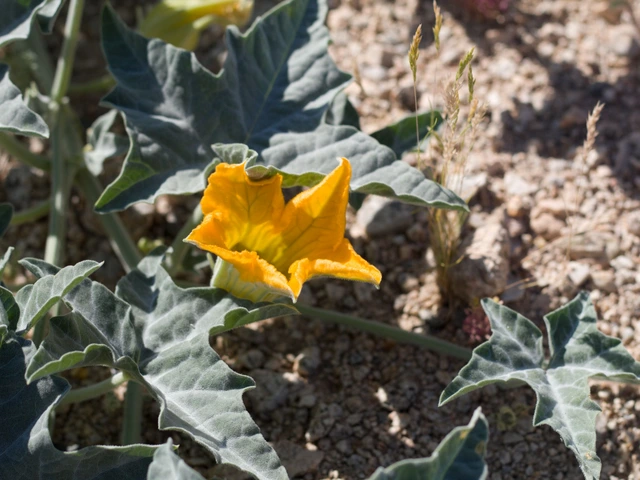 Coyote gourd plant with a bright yellow, star-shaped flower and gray-green leaves growing in desert soil.
