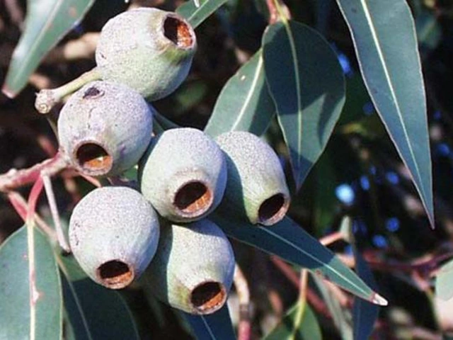 Close-up of eucalyptus tree branch with clusters of gray-green seed pods and narrow leaves.