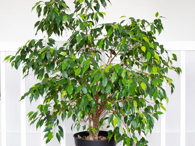 Potted ficus tree with glossy green leaves and thin branches, placed indoors against a white background.