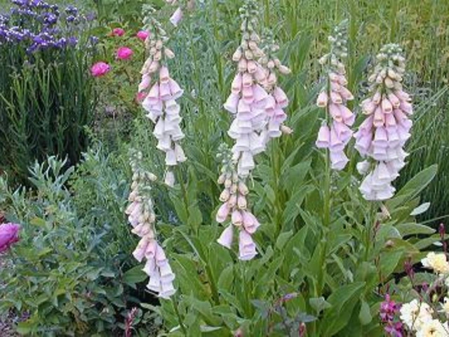 Tall foxglove plants with pale bell-shaped flowers growing in a garden bed