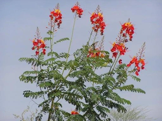 Tall Mexican bird of paradise shrub with multiple red and yellow flower clusters