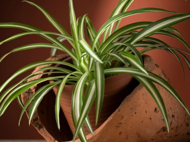 Spider plant in a clay pot with long, arching green leaves featuring white stripes.