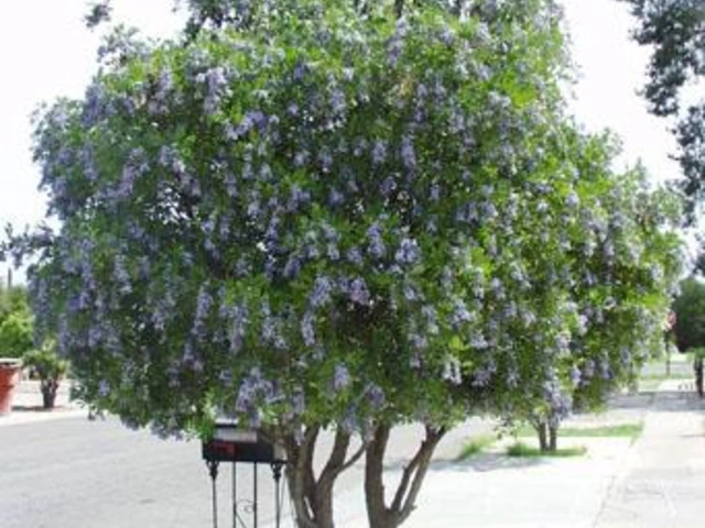 Texas mountain laurel tree with dense green foliage and purple flower clusters growing along a neighborhood street