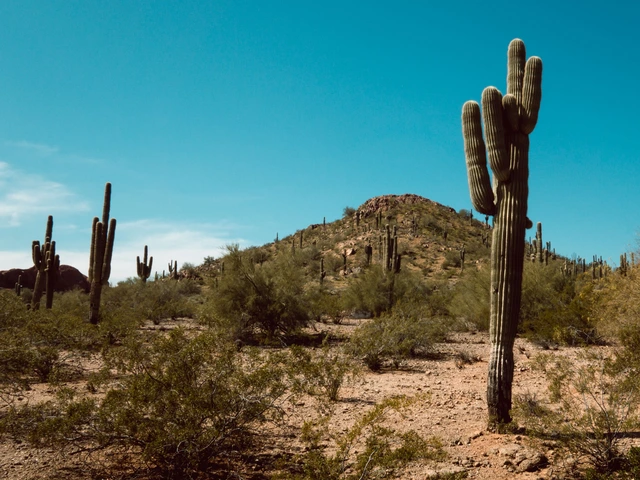 Arizona Desert Landscape