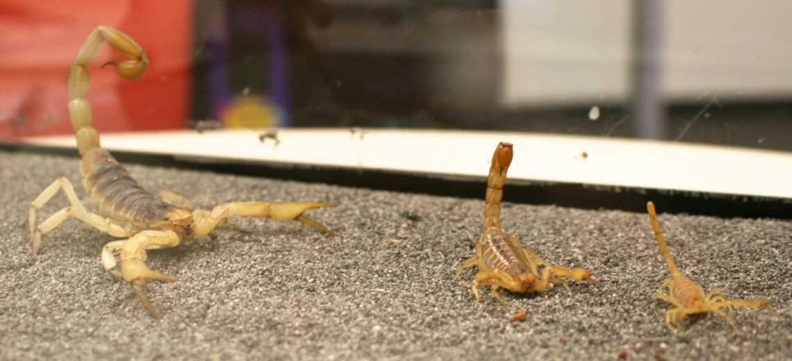 Three scorpions of different sizes on sand, showing the raised tail and pincers of the desert scorpion.