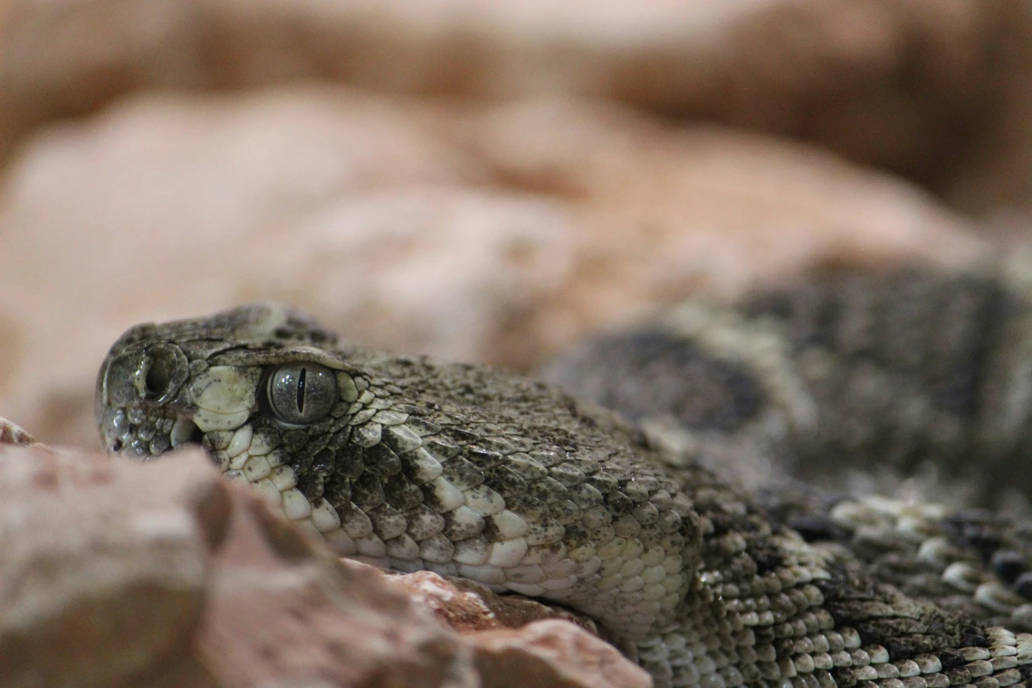 Rattlesnake close up of face among rocks