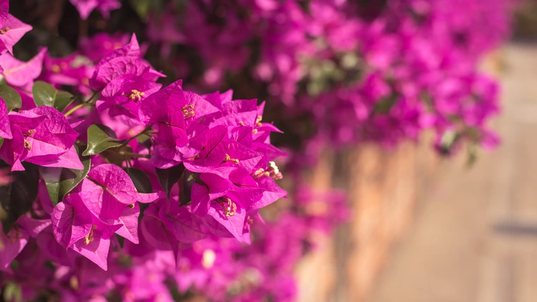 Bougainvillea plant covered in vibrant magenta flowers along a sunlit wall.