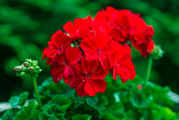 Cluster of bright red geranium flowers surrounded by green leaves in soft natural light.