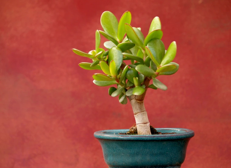 Small jade plant in a blue ceramic pot with thick, oval-shaped green leaves against a red background.