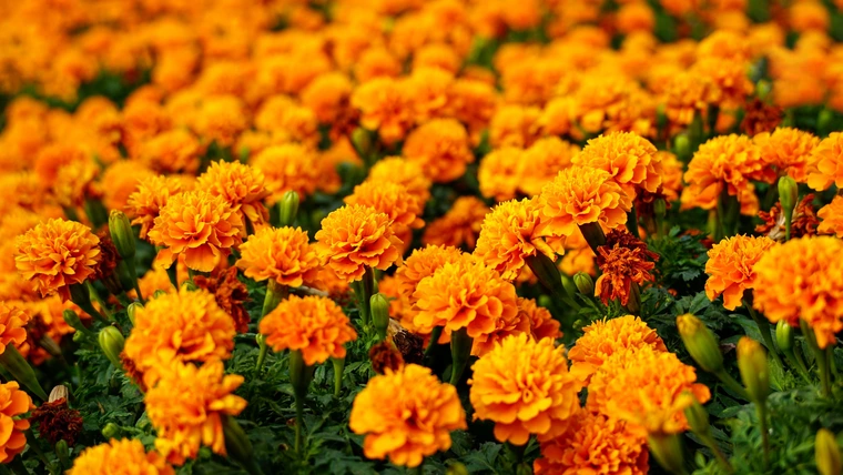 Field of vibrant orange marigold flowers with dense green foliage in sunlight.