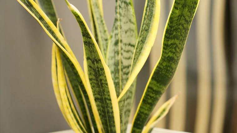 Close-up of a snake plant with tall, upright green leaves edged in yellow.