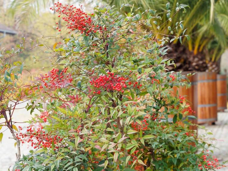 Heavenly bamboo shrub with clusters of small red berries and green leaves.