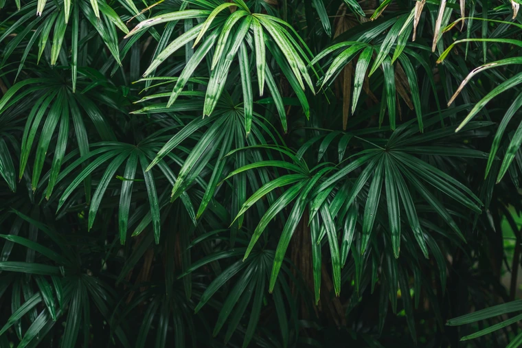 Dense cluster of palm plants with shiny, dark green fan-shaped leaves.