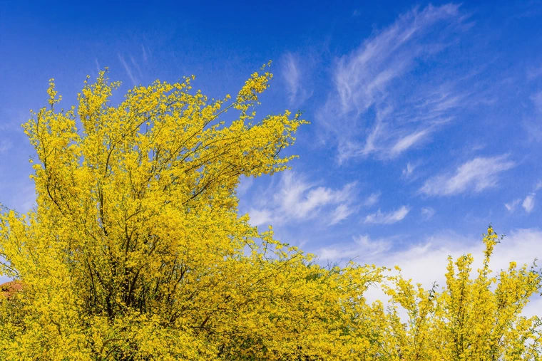 Palo verde tree in full bloom with bright yellow flowers against a blue sky.