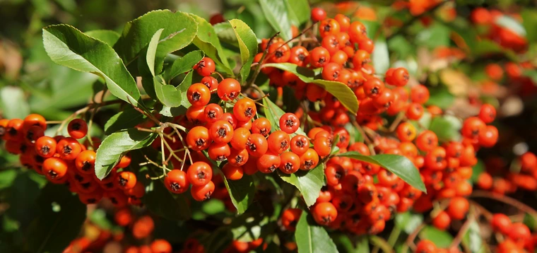 Pyracantha shrub covered in clusters of bright orange-red berries among green leaves.