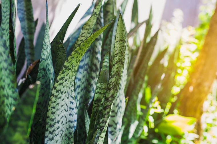 Group of tall snake plant leaves with dark and light green variegation in sunlight.