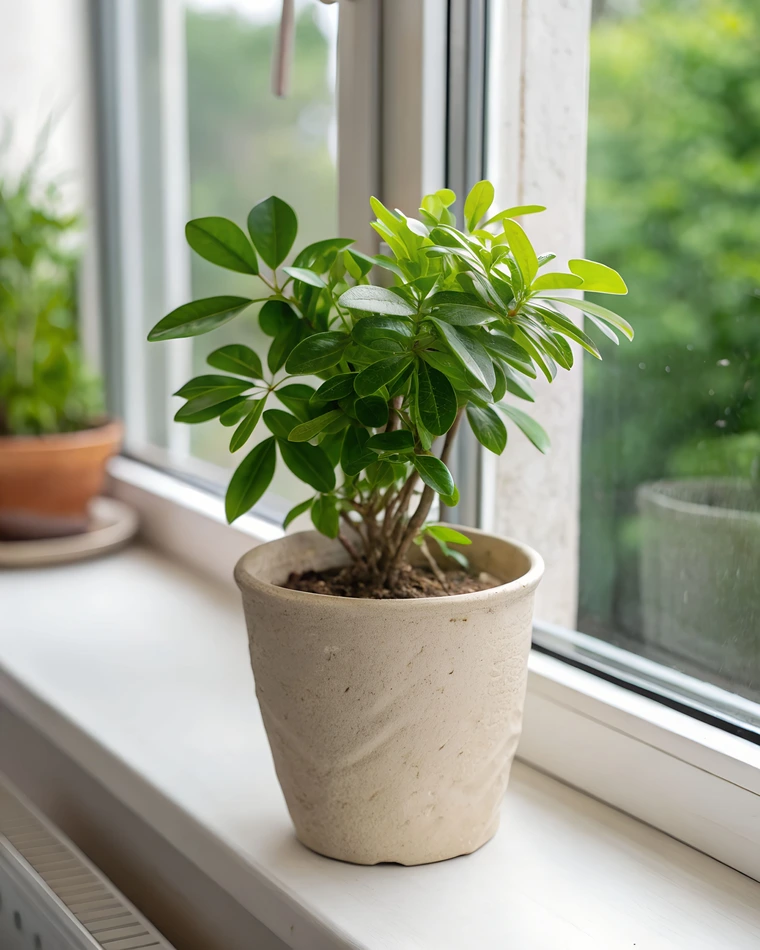 Schefflera houseplant with glossy green oval leaves growing in a beige pot on a windowsill.