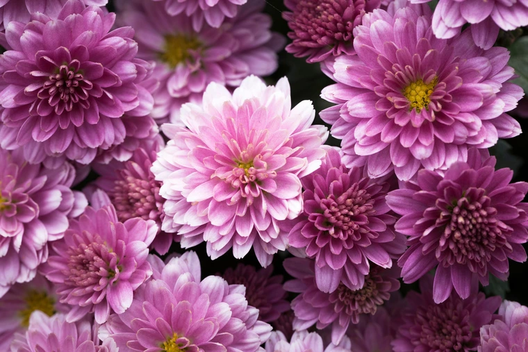 Close-up of pink and purple chrysanthemum blossoms with layered petals and yellow centers.