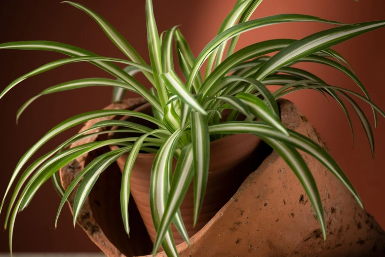 Spider plant in a clay pot with long, arching green leaves featuring white stripes.