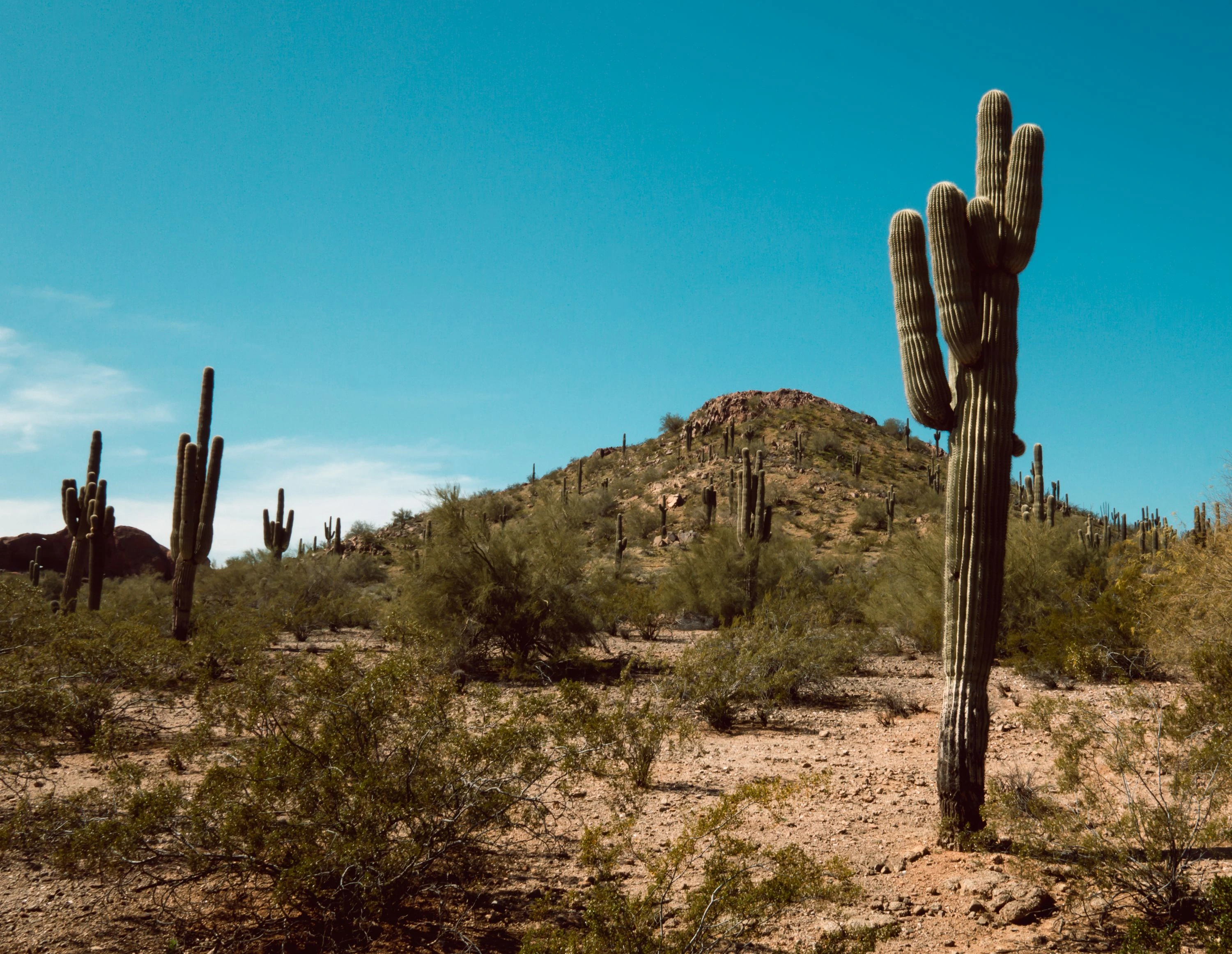 Arizona Desert Landscape