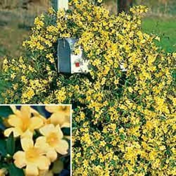 Carolina jessamine vine covered in yellow flowers climbing a post in a garden.