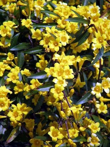 Close-up of Carolina jessamine shrub densely covered with small yellow trumpet-shaped flowers.