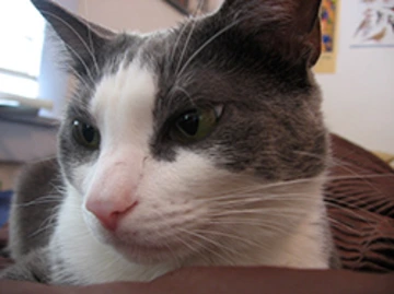 Close-up of a gray and white cat resting indoors