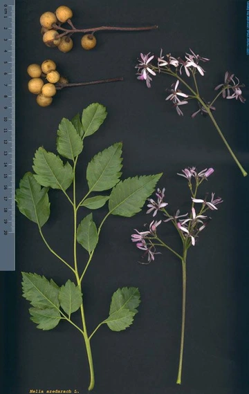 Chinaberry leaves, flower clusters, and yellow berry clusters laid flat next to a ruler for size reference.