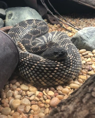 Western diamondback rattlesnake coiled on gravel between rocks and wood.
