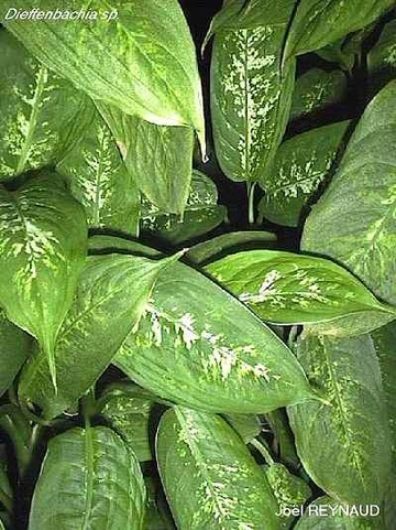Close-up of overlapping dieffenbachia leaves showing green foliage with irregular light yellow-white markings.
