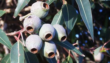Close-up of eucalyptus tree branch with clusters of gray-green seed pods and narrow leaves.