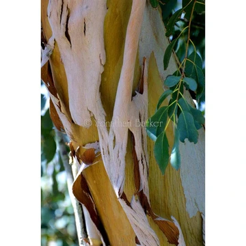 Peeling bark on the trunk of a eucalyptus tree with green leaves hanging along the side.